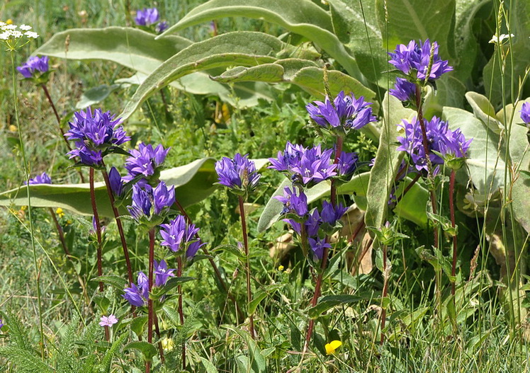 Monti Sibillini